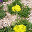 Achillea tomentosa 'Aurea'